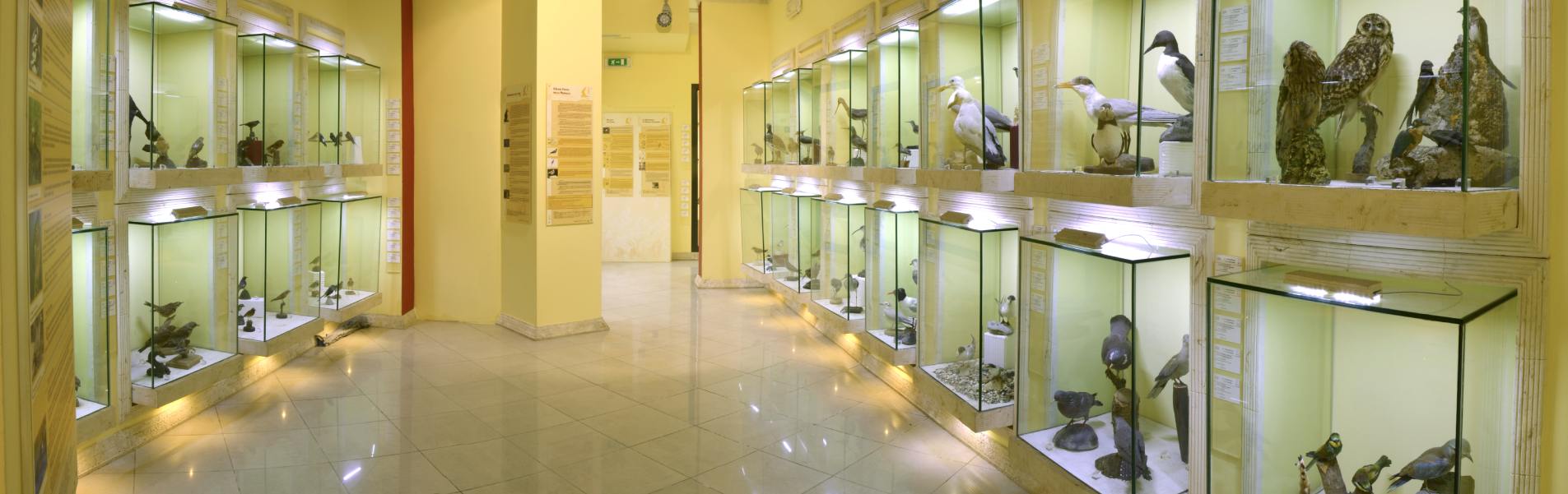 L’unico Museo Ornitologico della Sardegna