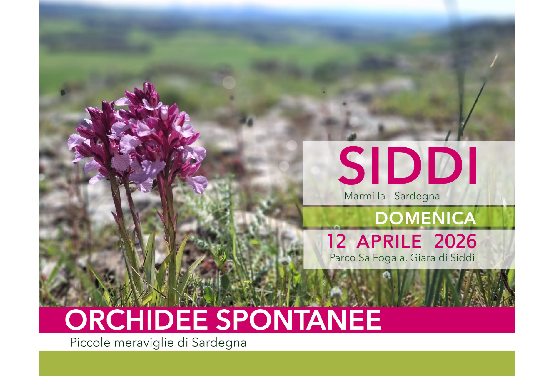 Visualizza la notizia: Orchidee Spontanee
