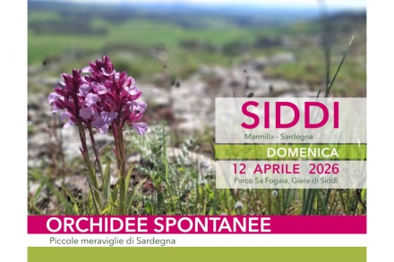 Visualizza la notizia: Orchidee Spontanee Visualizza la notizia: Orchidee Spontanee