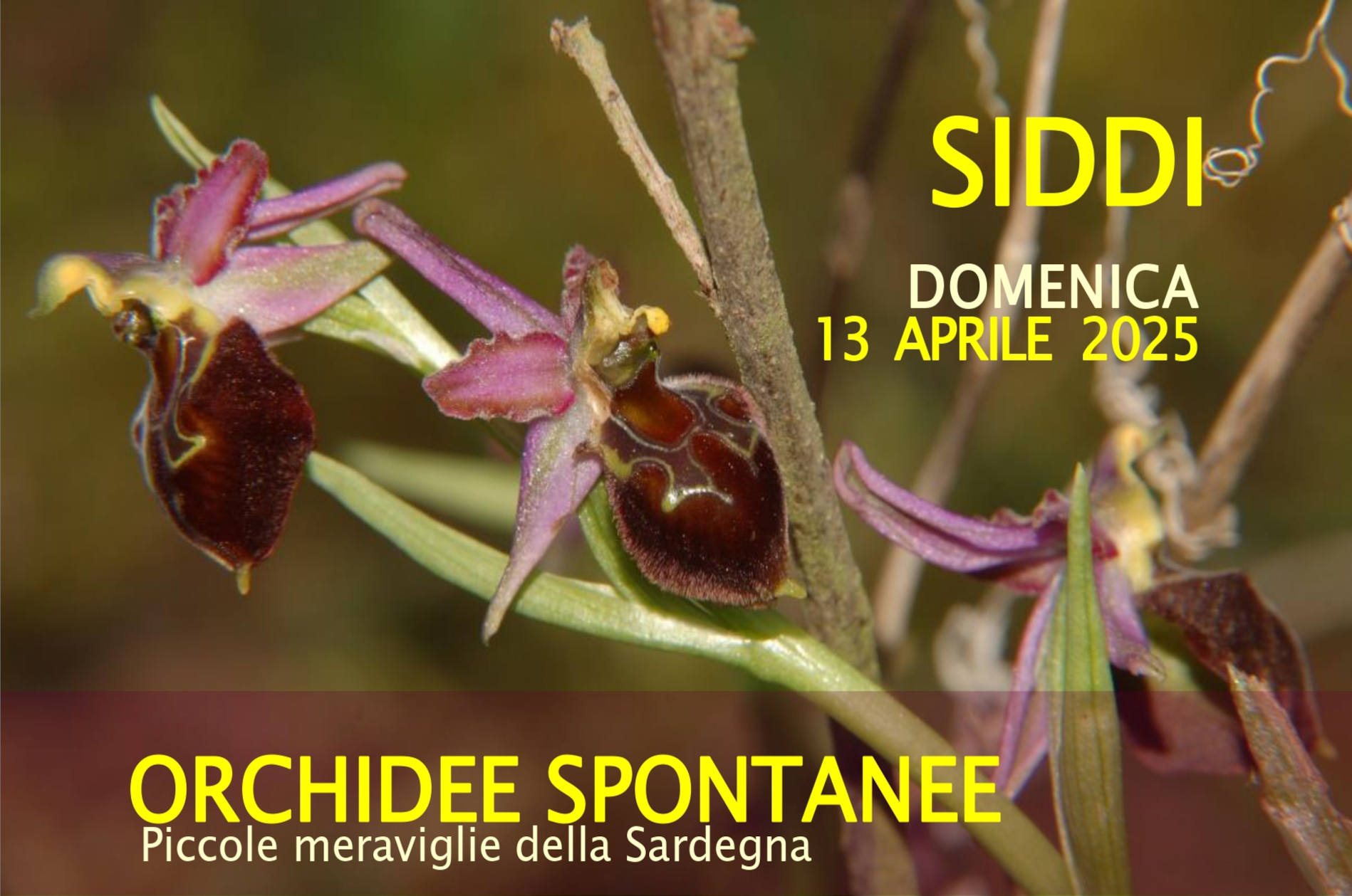 Visualizza la notizia: ORCHIDEE SPONTANEE