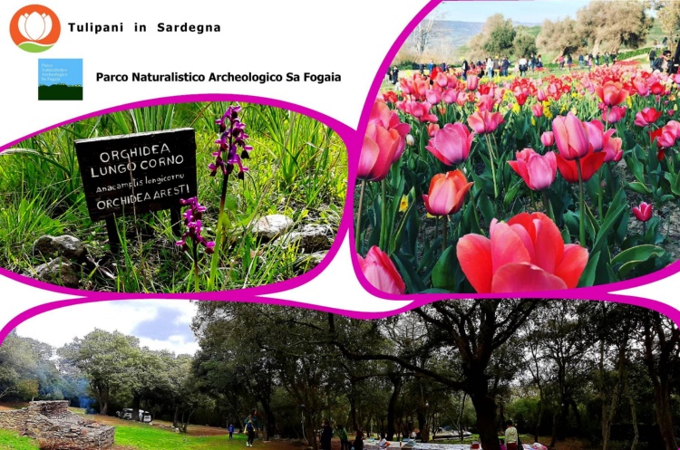 TULIPANI IN SARDEGNA E PARCO SA FOGAIA