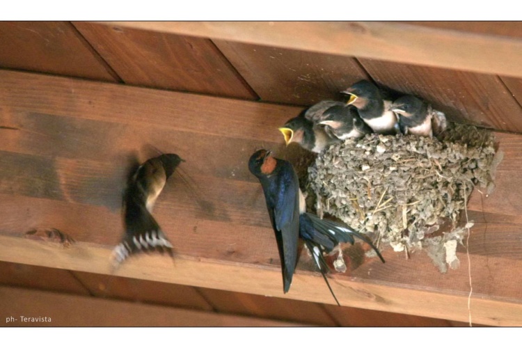 Riapertura del Museo Ornitologico della Sardegna.