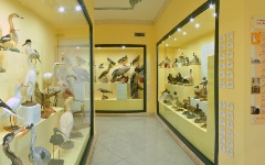 Museo Ornitologico